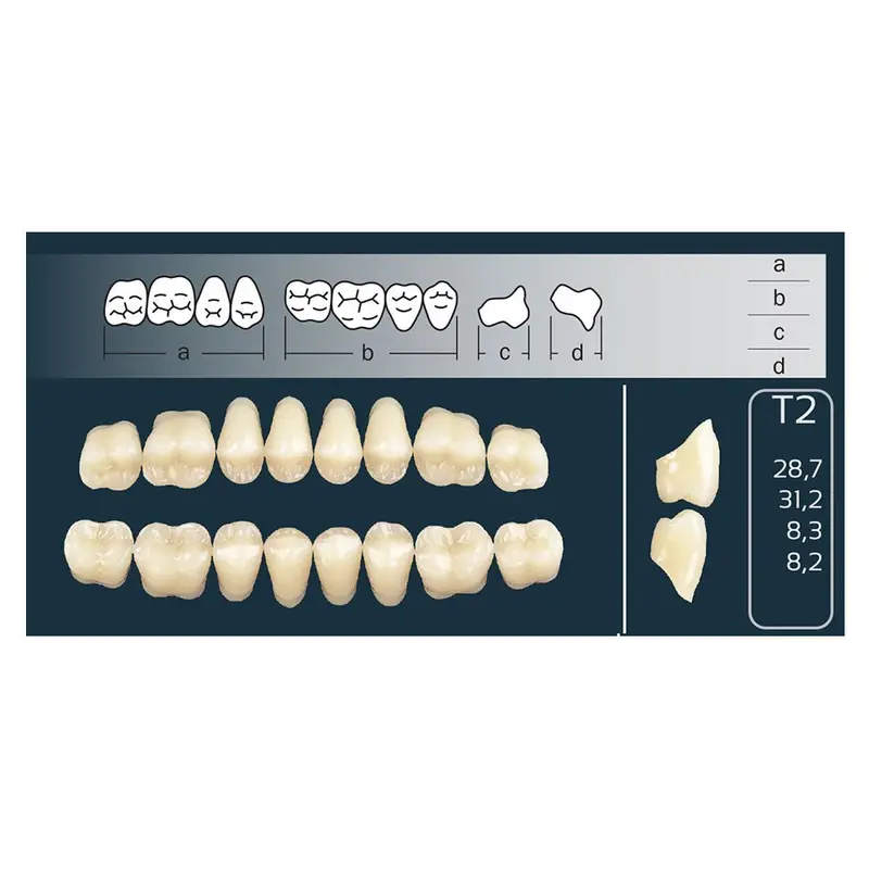 Polident Cross-Linked Posterior Teeth – T2 Shape, 8-Tooth Strip 1